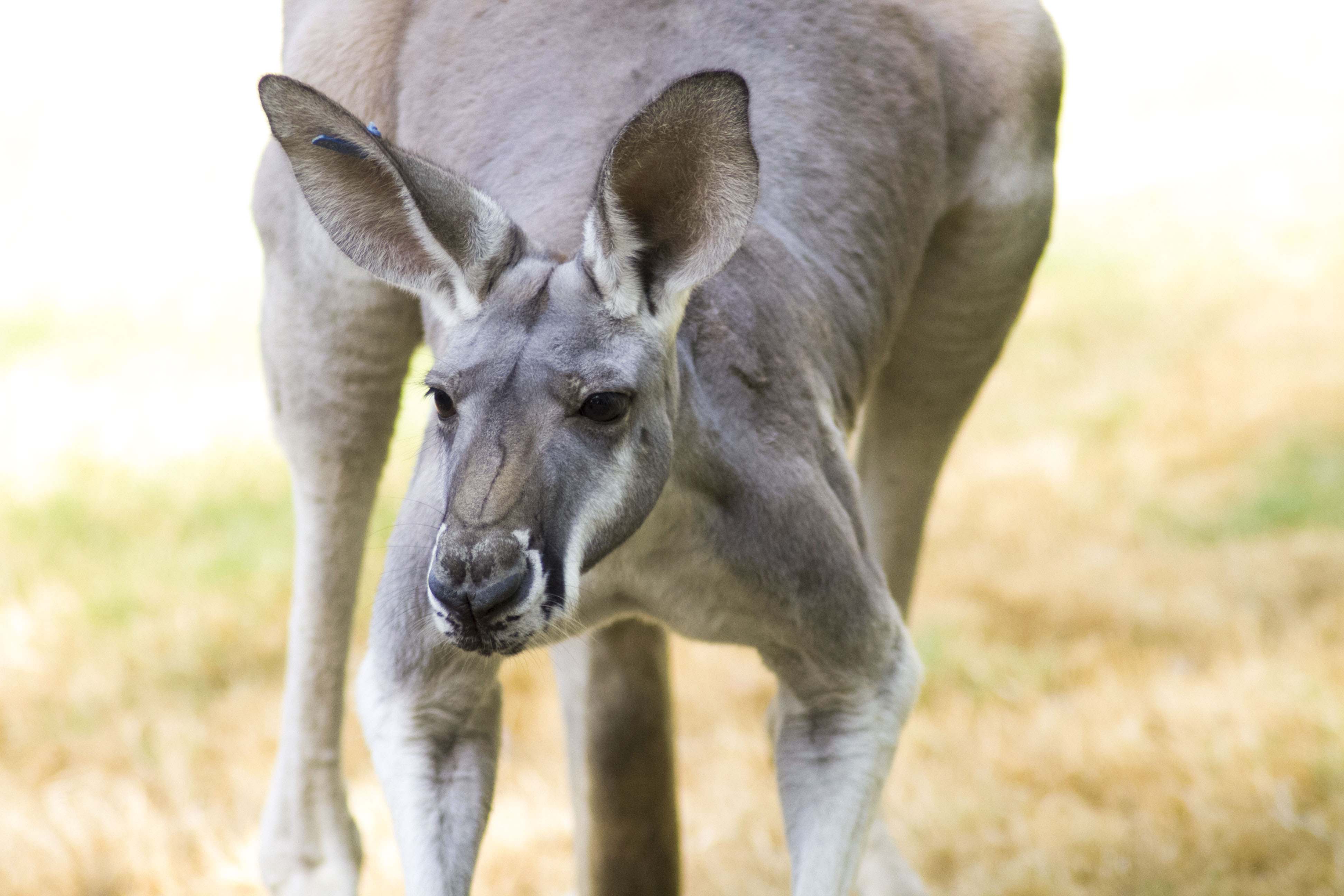 Red Kangaroo – Fresno Chaffee Zoo
