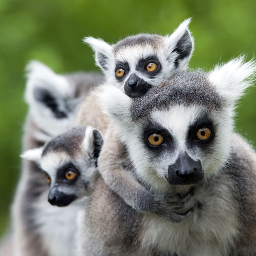 Ring-Tailed Lemurs Threatened by Illegal Pet Trade - Scientific American  Blog Network