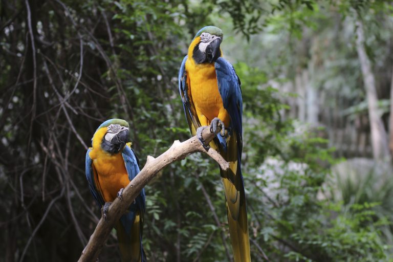 Blue & Yellow Macaw - Fresno Chaffee Zoo