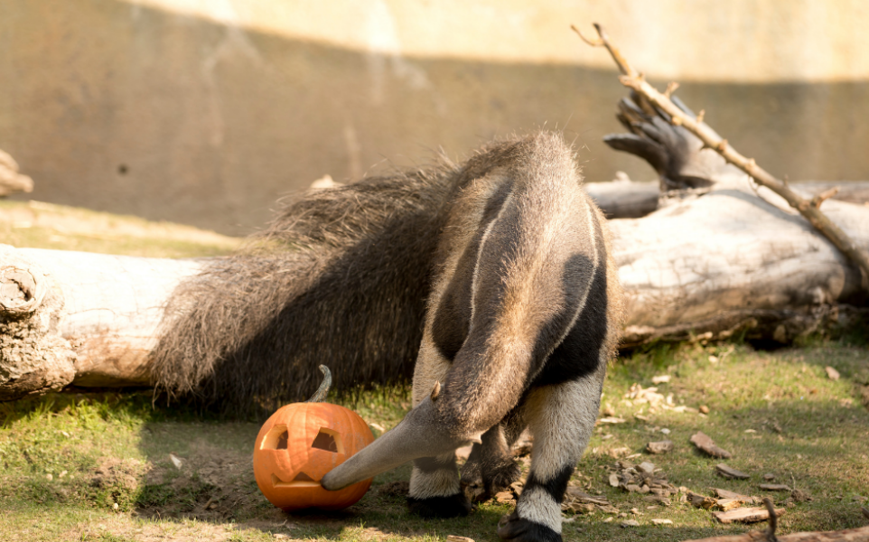 Anteater – pumpkin