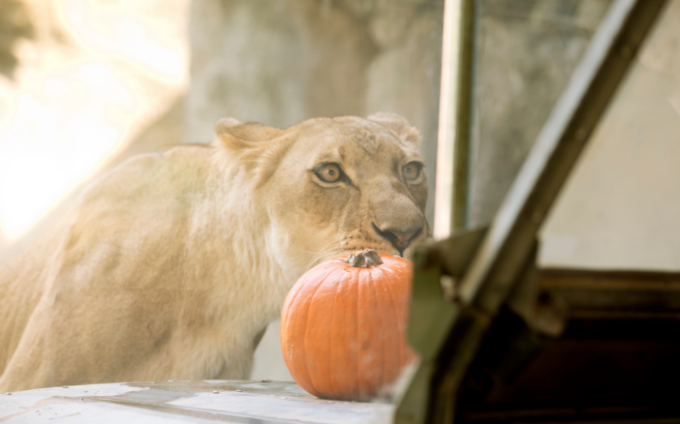 Lion – pumpkin